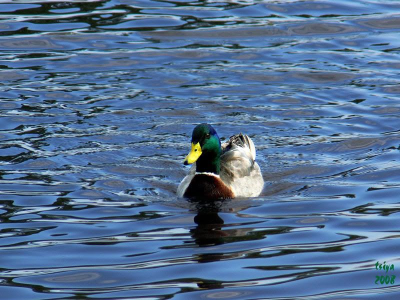 Mallard Anas platyrhynchos