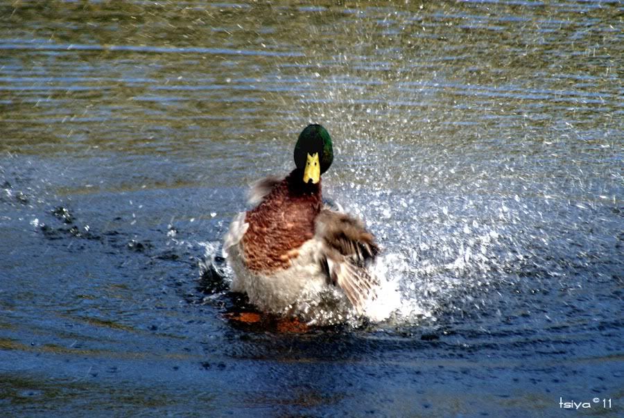 MALLARD