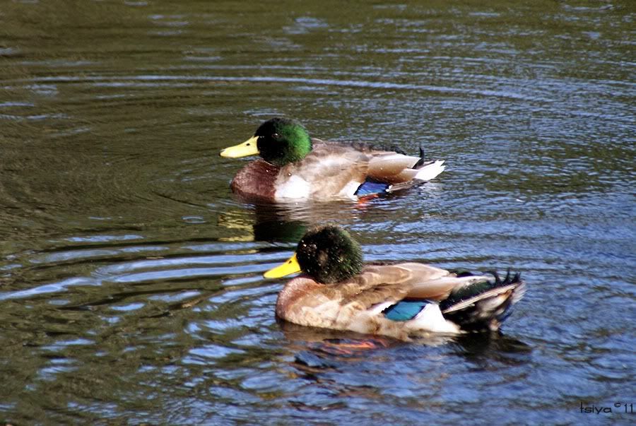 MALLARD