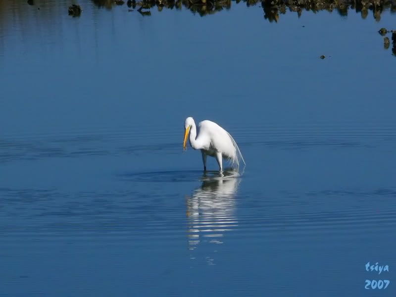Great Egret Ardea alba