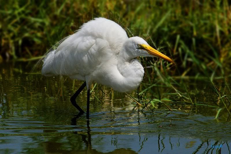 Great Egret Ardea alba