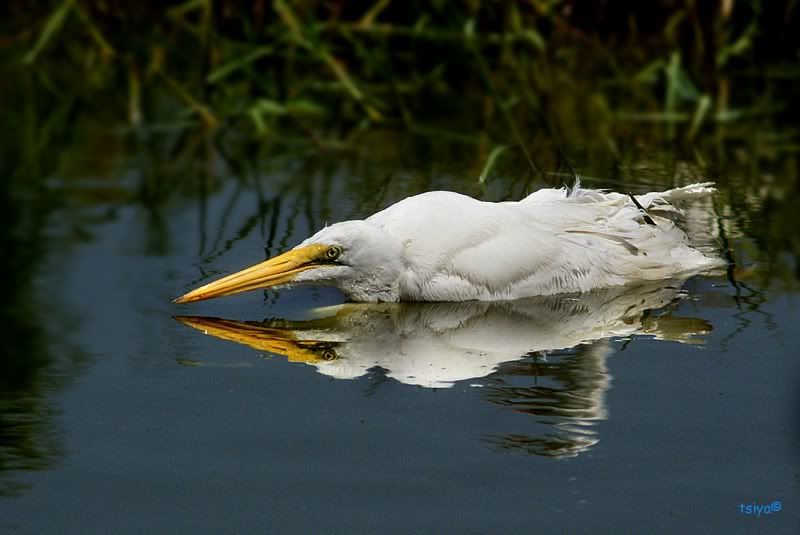 Great Egret Ardea alba