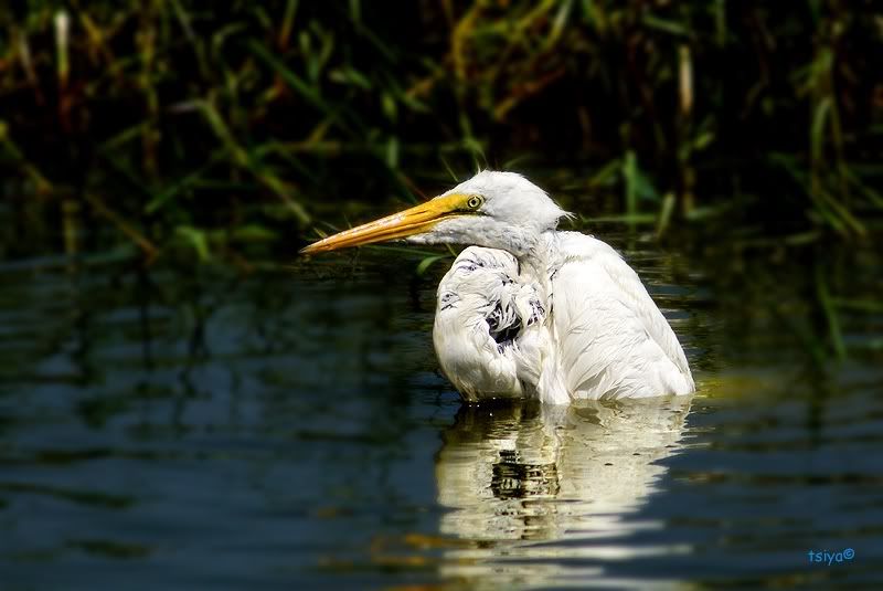 Great Egret Ardea alba