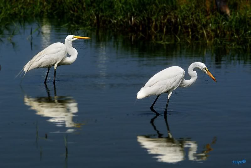 Great Egret Ardea alba