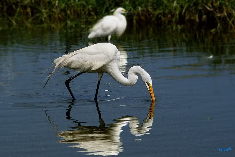 Great Egret Ardea alba