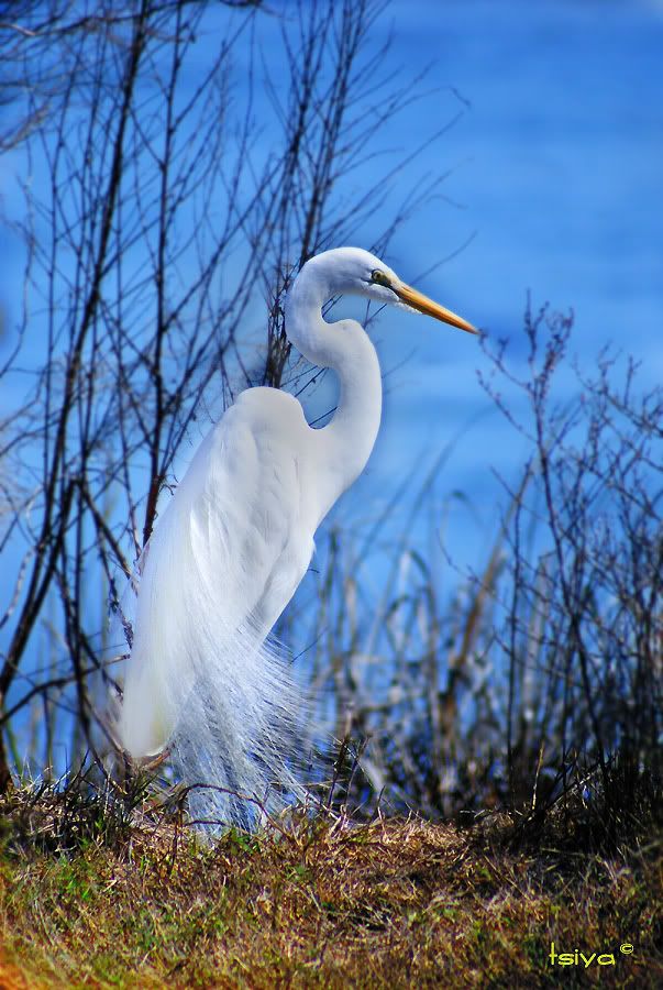 bird,egret
