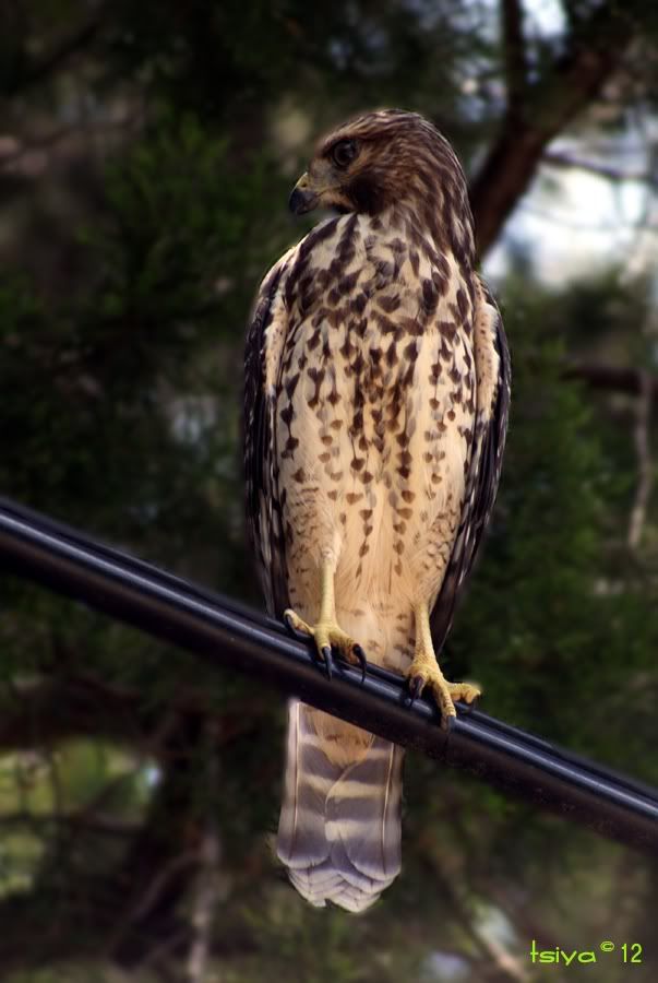 Red-shouldered Hawk, Buteo lineatus, juvenile