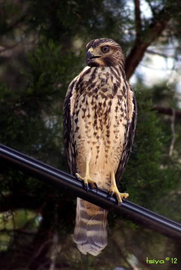Red-shouldered Hawk, Buteo lineatus, juvenile