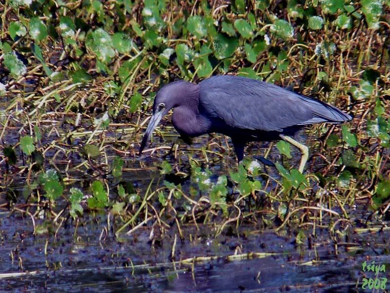 Little Blue Heron Egretta caerulea