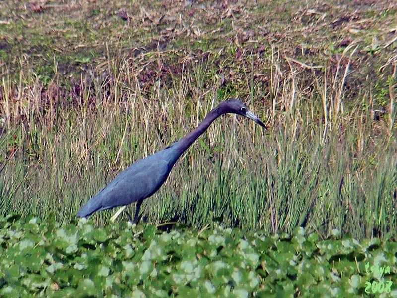 Little Blue Heron Egretta caerulea