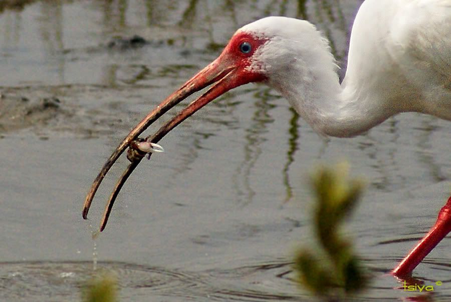 White Ibis, Eudocimus albus