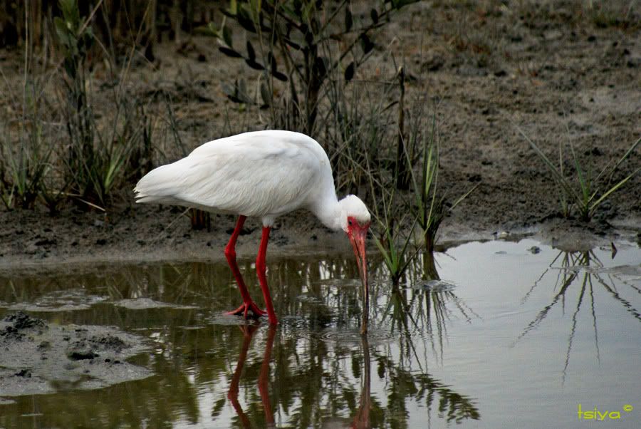 White Ibis, Eudocimus albus