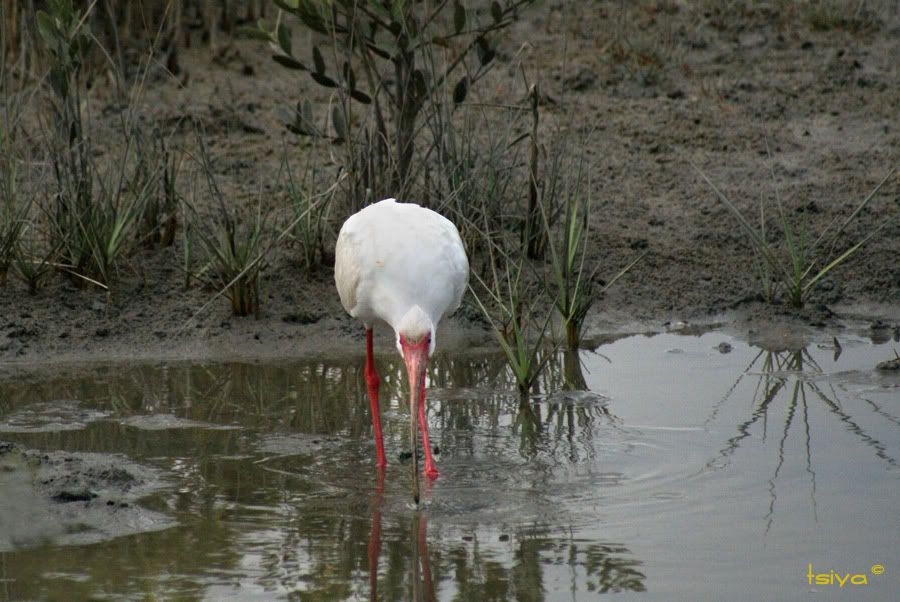 White Ibis, Eudocimus albus