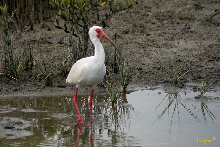 White Ibis, Eudocimus albus