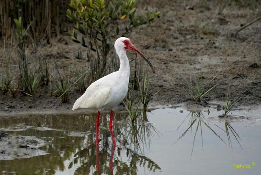 White Ibis, Eudocimus albus