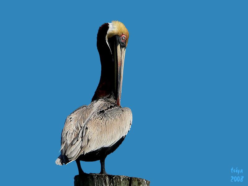Brown Pelican  Pelecanus occidentalis