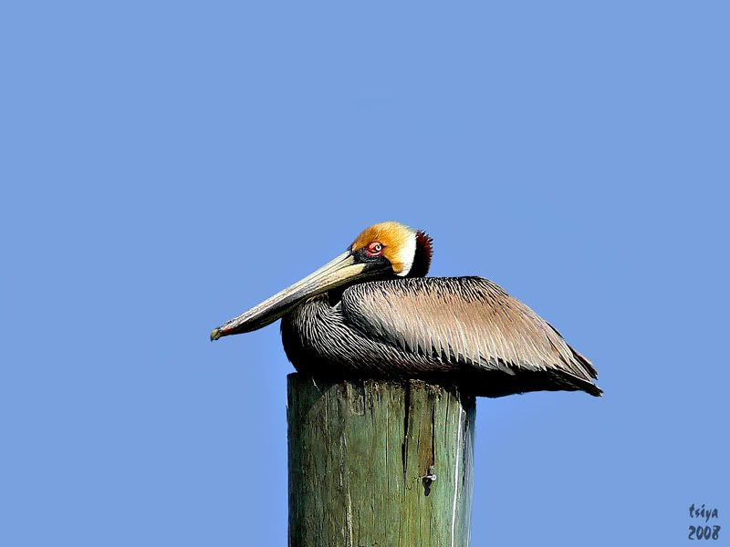 Brown Pelican  Pelecanus occidentalis