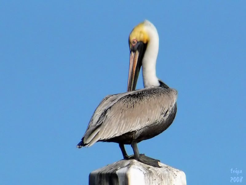 Brown Pelican  Pelecanus occidentalis