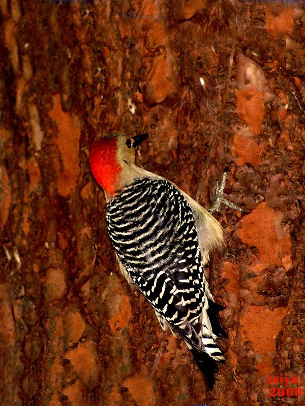 Red-bellied Woodpecker  Melanerpes carolinus