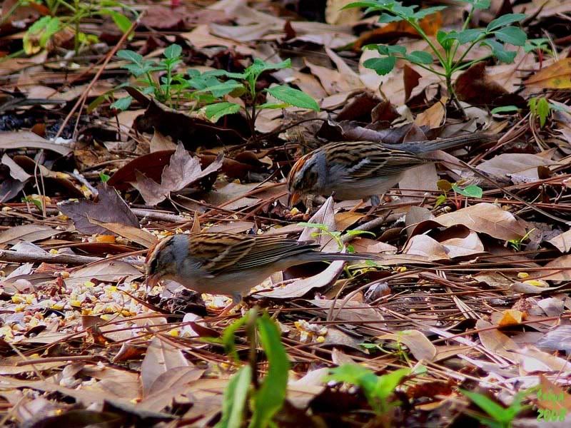 Chipping Sparrow Spizella passerina