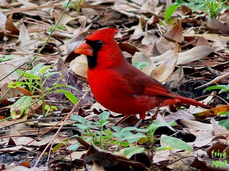 Cardinal Cardinalis cardinalis