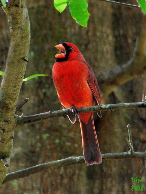 Cardinal Cardinalis cardinalis