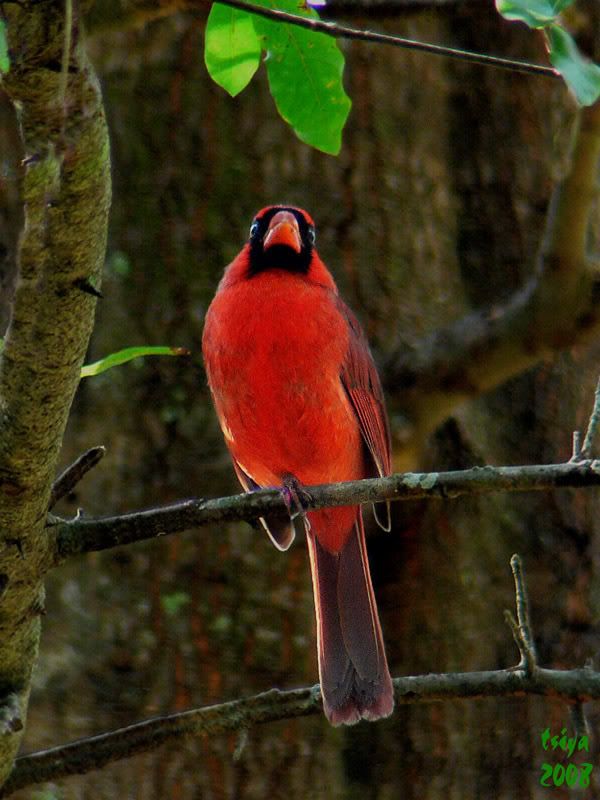 Cardinal Cardinalis cardinalis