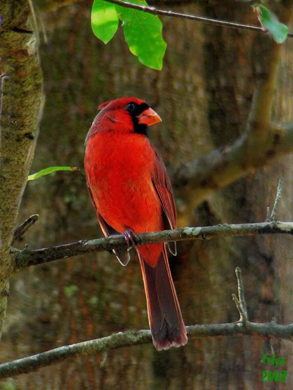 Cardinal Cardinalis cardinalis