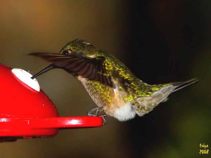 Ruby-throated Hummingbird  Archilochus colubris