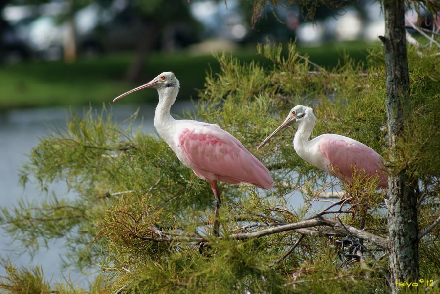 Roseate Spoonbill, Platalea ajaja