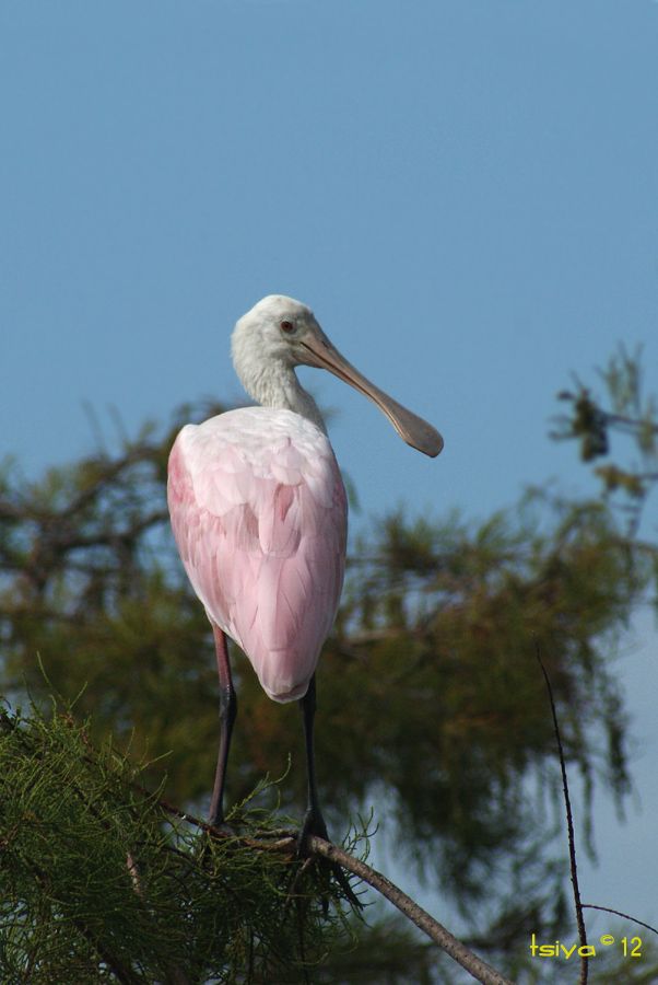 Roseate Spoonbill, Platalea ajaja