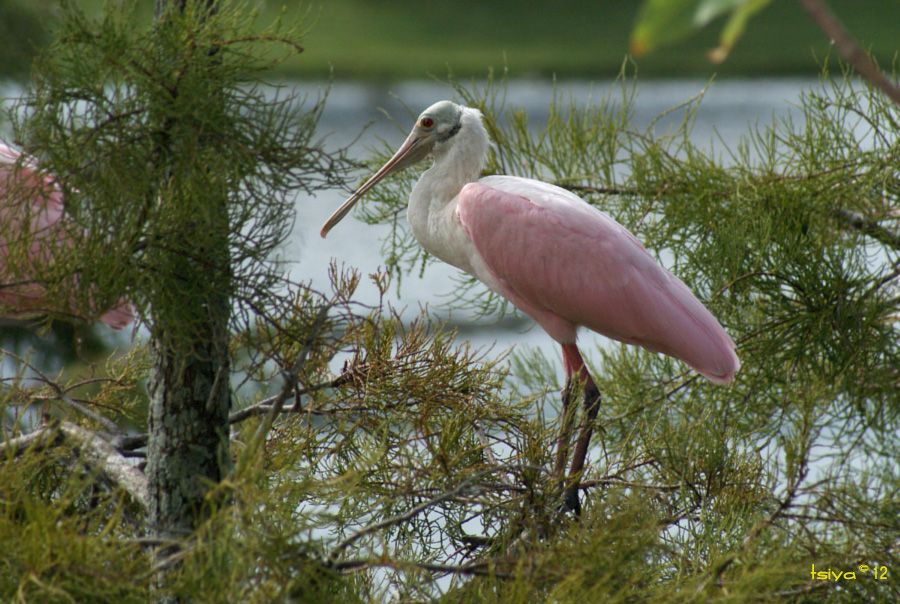 Roseate Spoonbill, Platalea ajaja