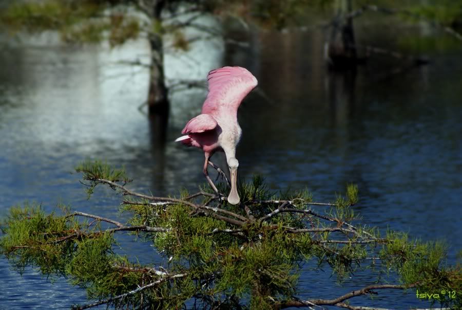 Roseate Spoonbill, Platalea ajaja