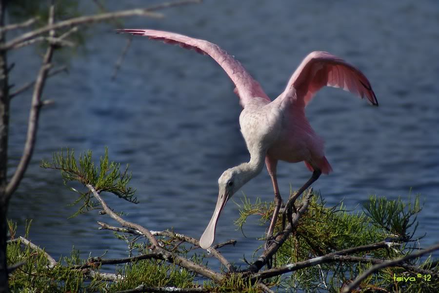 Roseate Spoonbill, Platalea ajaja