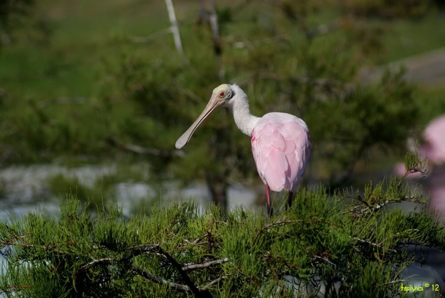 Roseate Spoonbill, Platalea ajaja