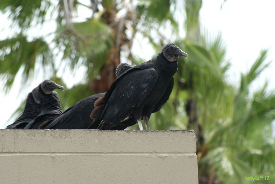 Black vulture, Coragyps atratus