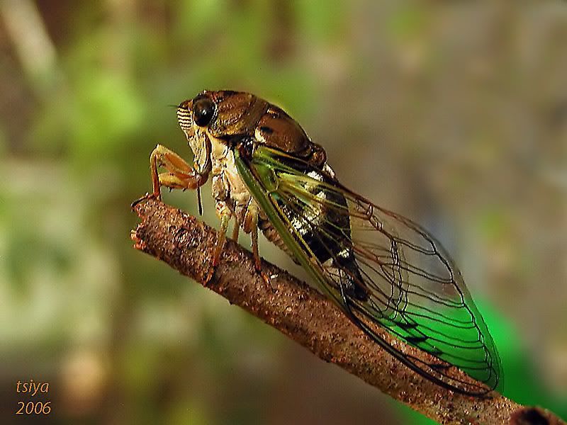 Cicada  Tibicen pruinosa photo Cicada-Tibicenpruinosa.jpg