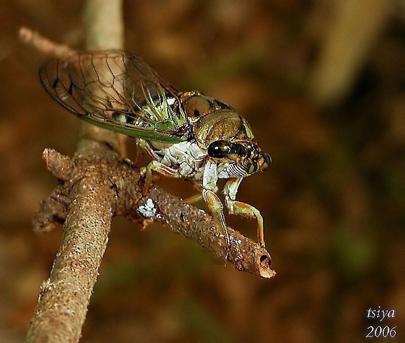 Cicada  Tibicen pruinosa photo Cicada-Tibicenpruinosad.jpg
