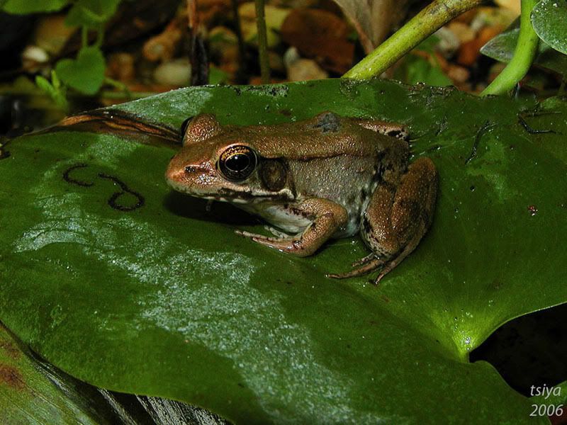 Bronze Frog Rana clamitans clamitans