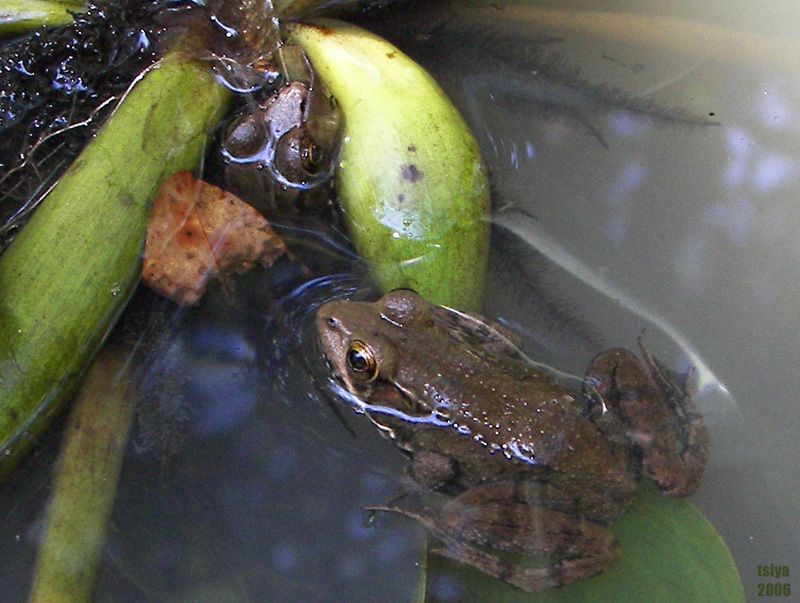 FROGGIE WENT A COURTING photo FROGGIEWENTACOURTING.jpg