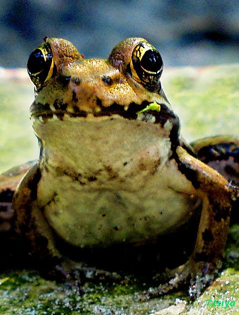 FLORIDA BRONZE FROG