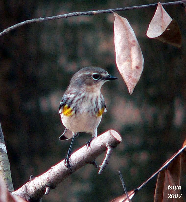 YELLOW RUMPED WARBLER