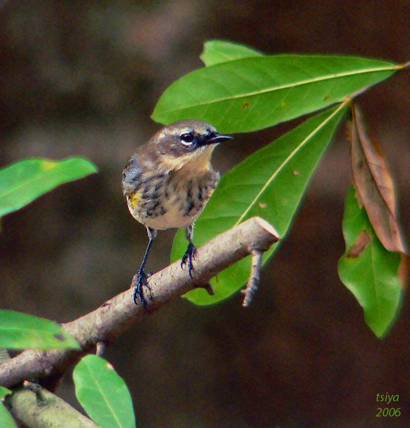 Yellow-rumped Warbler   Dendroica coronata