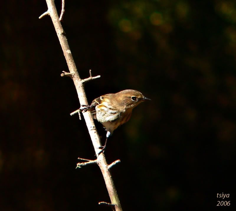 Yellow-rumped Warbler   Dendroica coronata