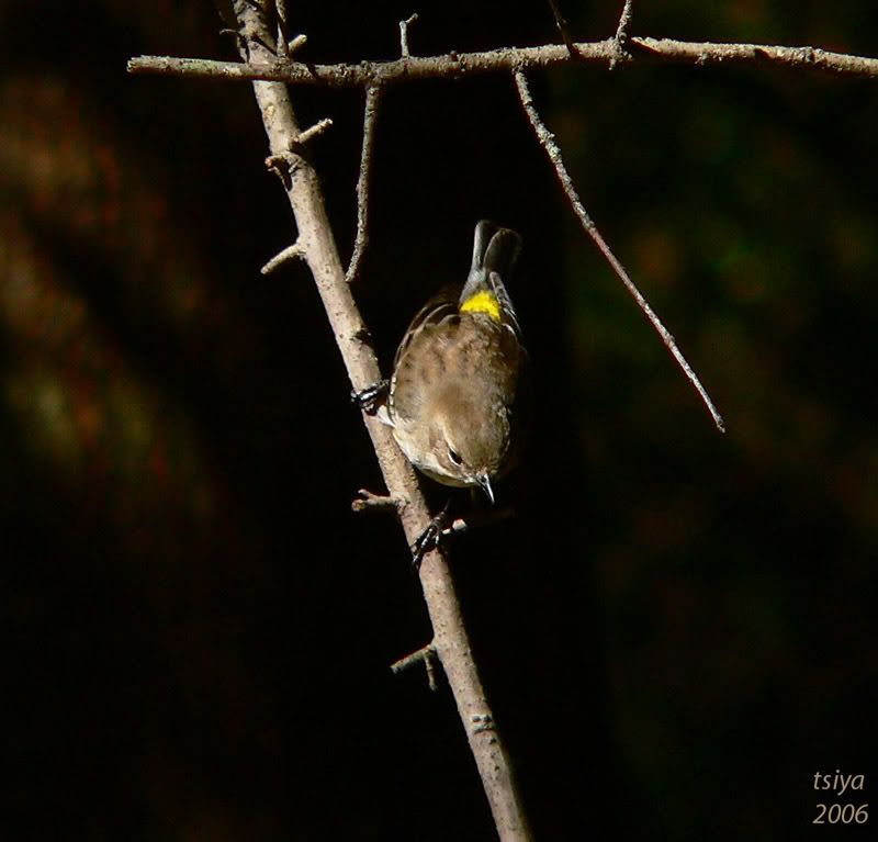 Yellow-rumped Warbler   Dendroica coronata