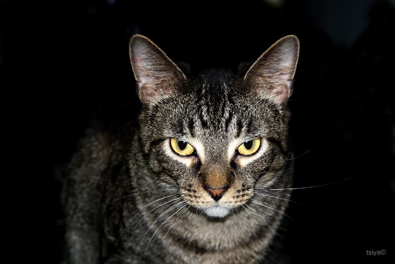 LOKI
