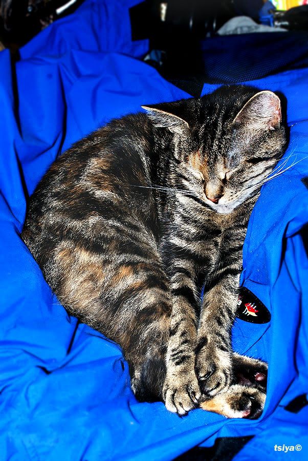 MISSY