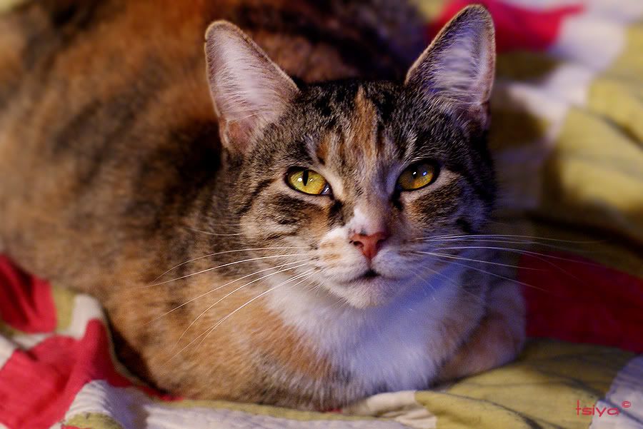 cat