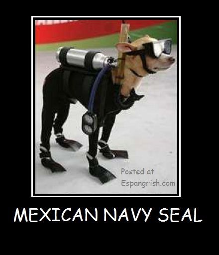  photo Funny-Dog-Mexican-Navy-Seal_zpse7ae5d88.jpg