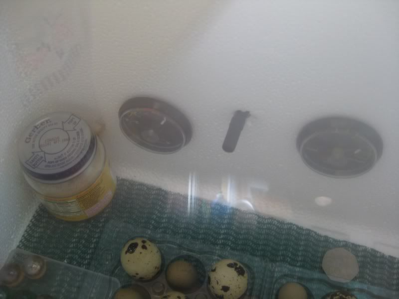 How to Make a Low Budget Incubator